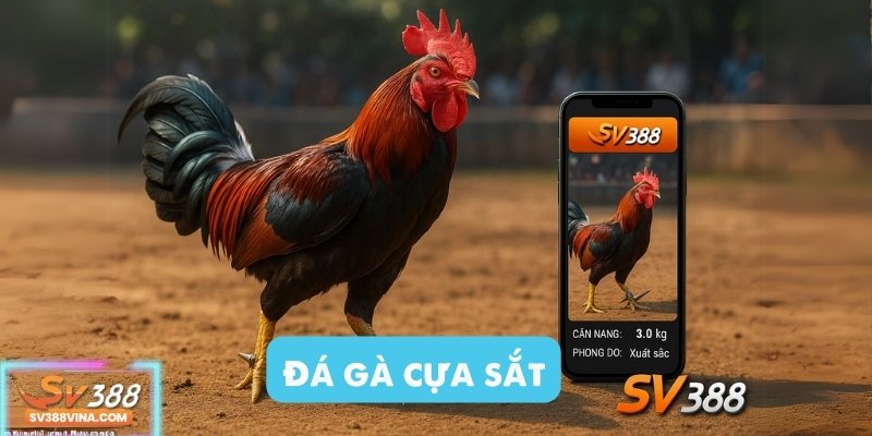 đá gà cựa sắt tại sv388