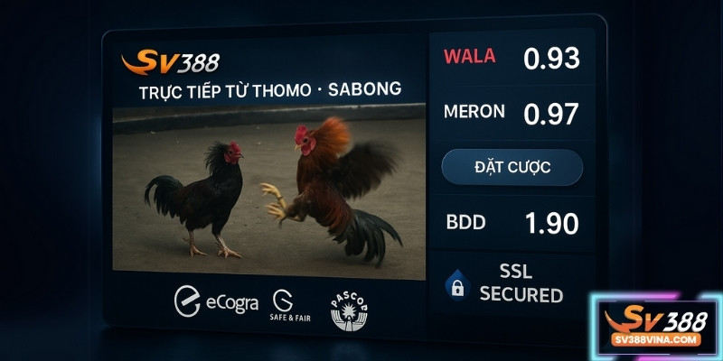 Giao diện đá gà SV388 phát sóng trực tiếp từ trường đấu Thomo và Sabong